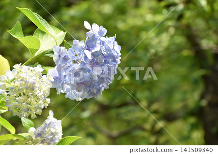 淡紫色的繡球花 淡紫色的繡球花 141509340