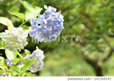 淡紫色的繡球花 淡紫色的繡球花 141509341
