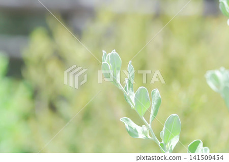 Leucophyllum frutescens ,. SCROPHULARIACEAE or Ash bush or Purple sage or Sensia or Silverleaf or Texas ranger or White sage Leucophyllum frutescens ,. SCROPHULARIACEAE or Ash bush or Purple sage or Sensia or Silverleaf or Texas ranger or White sage 141509454