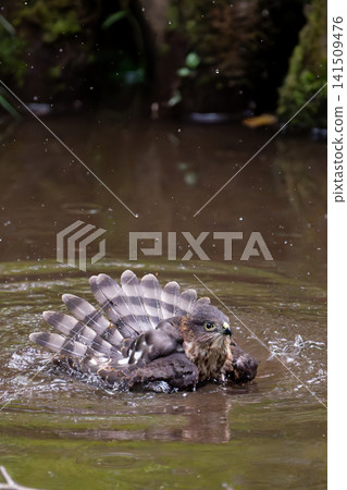 A Japanese sparrowhawk taking a bath (front view, vertical, tail feathers). A Japanese sparrowhawk taking a bath (front view, vertical, tail feathers). 141509476