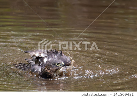 A Japanese sparrowhawk taking a bath (front view, facing right, wings spread) 141509481