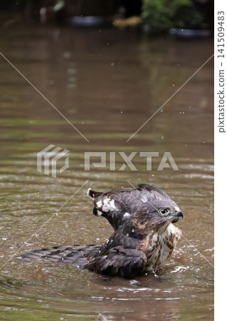 A Japanese sparrowhawk taking a bath (front view, vertical, facing right, wings spread) A Japanese sparrowhawk taking a bath (front view, vertical, facing right, wings spread) 141509483