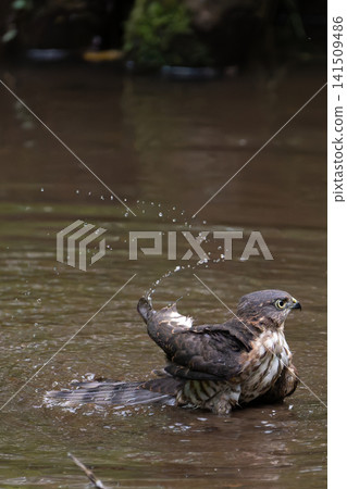 A Japanese sparrowhawk taking a bath (side view, vertical view, facing right, splashes) A Japanese sparrowhawk taking a bath (side view, vertical view, facing right, splashes) 141509486
