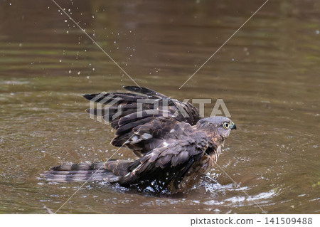 A Japanese sparrowhawk taking a bath (side view, facing right). A Japanese sparrowhawk taking a bath (side view, facing right). 141509488