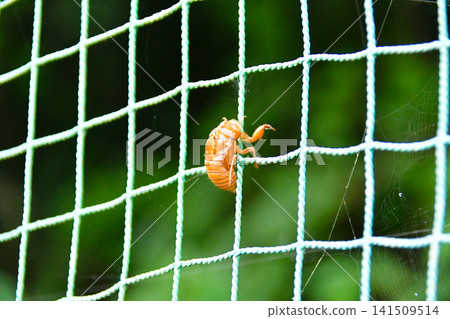 Cicada shell 141509514