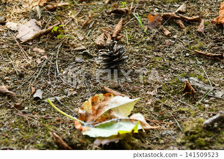 Dead leaves that fell to the ground Dead leaves that fell to the ground 141509523