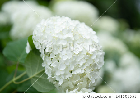 White hydrangea White hydrangea 141509555