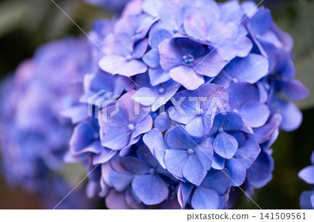 Blue hydrangea Blue hydrangea 141509561