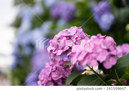 Lily purple hydrangea Lily purple hydrangea 141509647