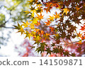 Colorful autumn leaves 141509871