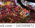 Autumn leaves 141509872