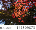 Bright red autumn leaves 141509873