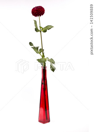 A ripe flower in a red bottle on a white background A ripe flower in a red bottle on a white background 141509889