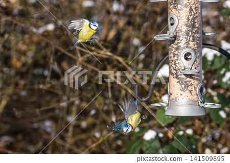 The Eurasian blue tit, Cyanistes caeruleus is a small passerine bird in the tit family, Paridae. The Eurasian blue tit, Cyanistes caeruleus is a small passerine bird in the tit family, Paridae. 141509895