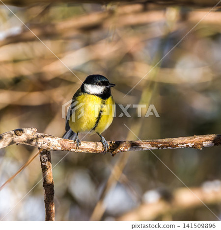 The Great Tit, Parus major from the tit family Paridae. It is easily recognisable by its black and yellow plumage 141509896