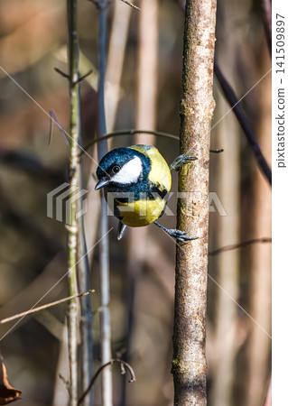 The Great Tit, Parus major from the tit family Paridae. It is easily recognisable by its black and yellow plumage 141509897