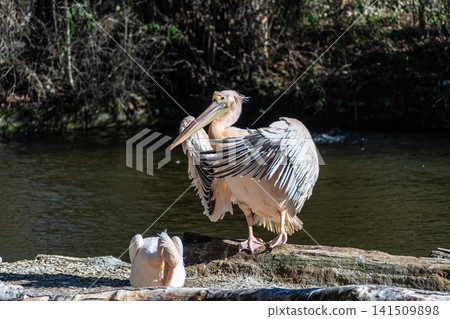 White Pelican, Pelecanus onocrotalus also known as the Eastern White Pelican White Pelican, Pelecanus onocrotalus also known as the Eastern White Pelican 141509898