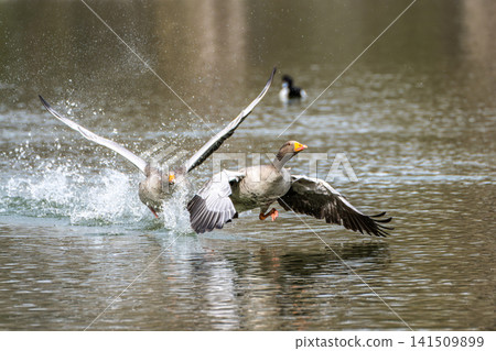 The greylag goose, Anser anser is a species of large goose 141509899