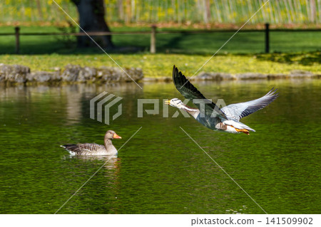 The bar-headed goose, Anser indicus flying over a lake in English Garden in Munich The bar-headed goose, Anser indicus flying over a lake in English Garden in Munich 141509902