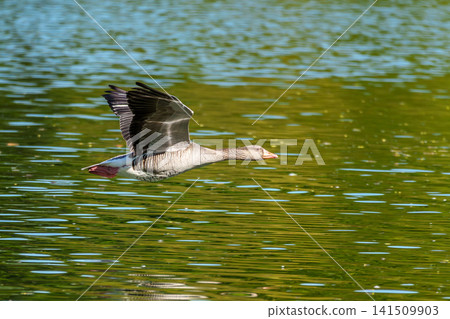 The flying greylag goose, Anser anser is a species of large goose The flying greylag goose, Anser anser is a species of large goose 141509903