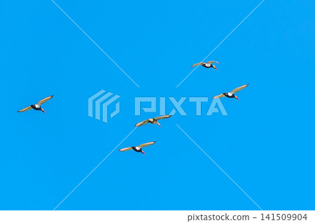 Red-crested Pochard, Netta rufina flying over a lake at Munich, Germany Red-crested Pochard, Netta rufina flying over a lake at Munich, Germany 141509904