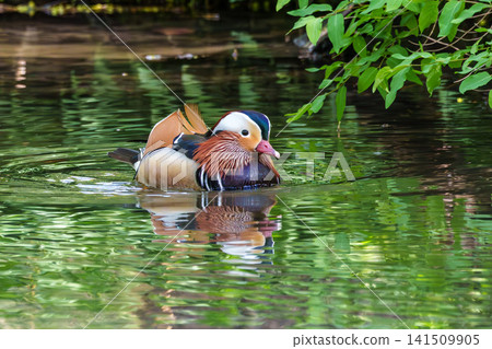The mandarin duck, Aix galericulata at a lake in Munich, Germany The mandarin duck, Aix galericulata at a lake in Munich, Germany 141509905