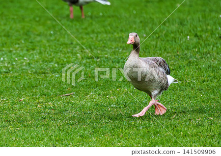 The greylag goose, Anser anser is a species of large goose The greylag goose, Anser anser is a species of large goose 141509906