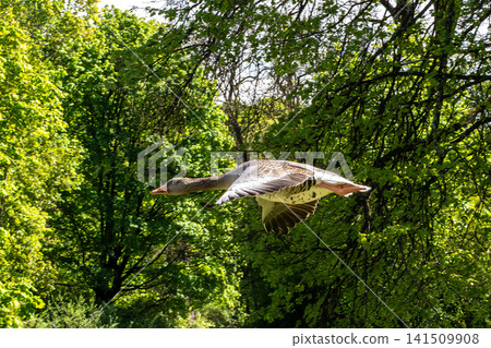 The flying greylag goose, Anser anser is a species of large goose The flying greylag goose, Anser anser is a species of large goose 141509908