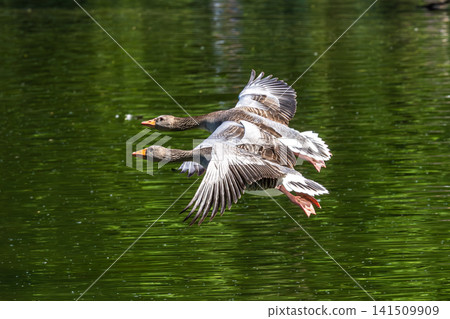 The flying greylag goose, Anser anser is a species of large goose The flying greylag goose, Anser anser is a species of large goose 141509909
