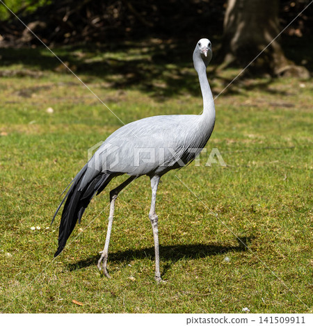 The Blue Crane, Grus paradisea, is an endangered bird The Blue Crane, Grus paradisea, is an endangered bird 141509911