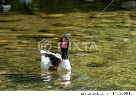 Common Shelduck, Tadorna tadorna swimming on the water Common Shelduck, Tadorna tadorna swimming on the water 141509913
