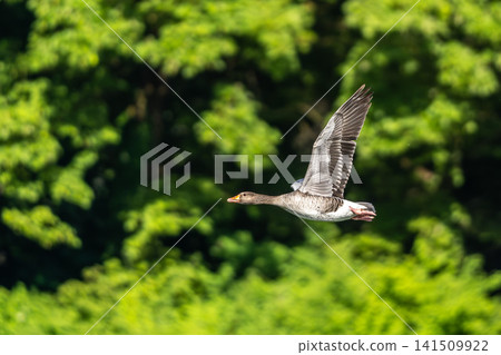 The flying greylag goose, Anser anser is a species of large goose 141509922