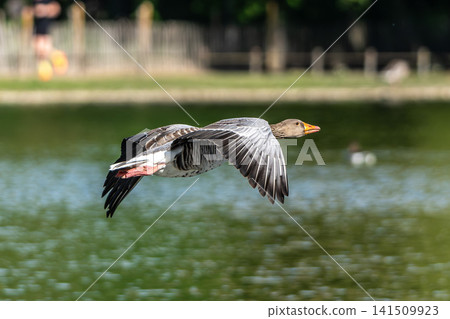 The flying greylag goose, Anser anser is a species of large goose 141509923