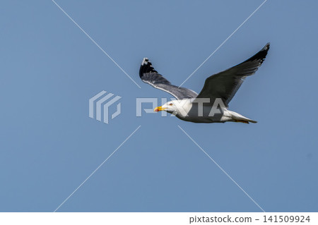 The European Herring Gull, Larus argentatus is a large gull. Here flying in the air. The European Herring Gull, Larus argentatus is a large gull. Here flying in the air. 141509924