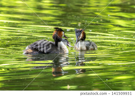 Great Crested Grebe, Podiceps cristatus has caught a fish. An adult bird feeds its young chick. 141509931