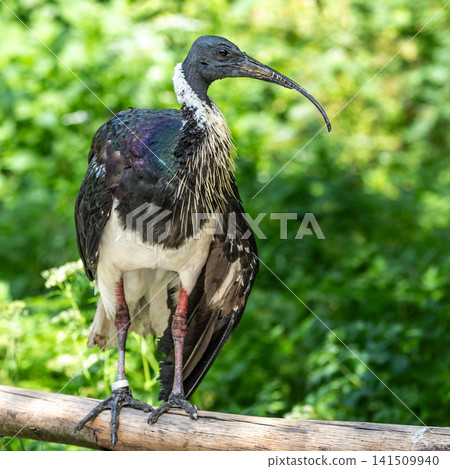 The Straw-necked Ibis, Threskiornis spinicollis is a bird of the ibis family 141509940