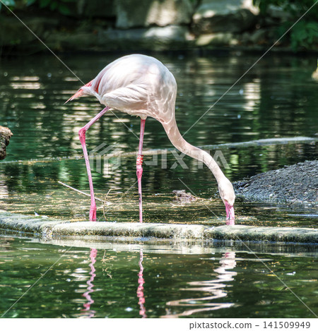 The American flamingo, Phoenicopterus ruber is a large species of flamingo 141509949
