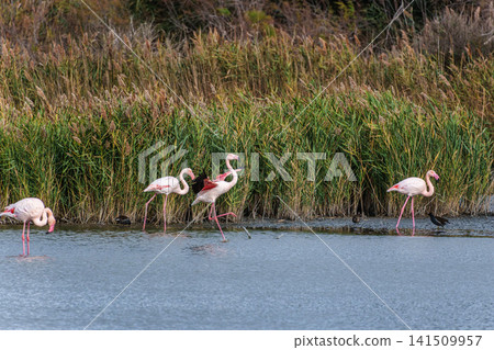 Greater Flamingo, Phoenicopterus roseus in the Ornithological park of Pont de Gau in Camargue, France 141509957