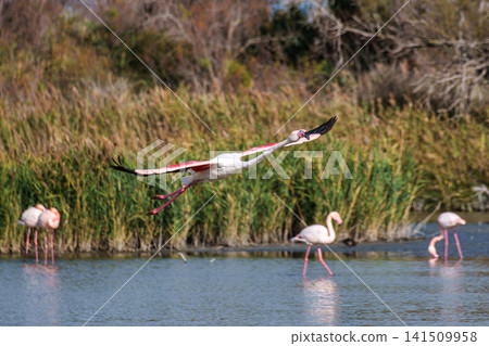Flying Greater Flamingo, Phoenicopterus roseus in the Ornithological park of Pont de Gau in Camargue, France Flying Greater Flamingo, Phoenicopterus roseus in the Ornithological park of Pont de Gau in Camargue, France 141509958