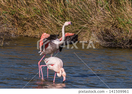 Greater Flamingo, Phoenicopterus roseus in the Ornithological park of Pont de Gau in Camargue, France Greater Flamingo, Phoenicopterus roseus in the Ornithological park of Pont de Gau in Camargue, France 141509961