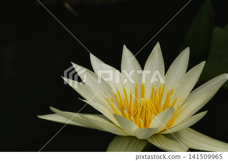 睡蓮的特徵是花瓣白色,雄蕊黃色。 睡蓮的特徵是花瓣白色,雄蕊黃色。 141509965