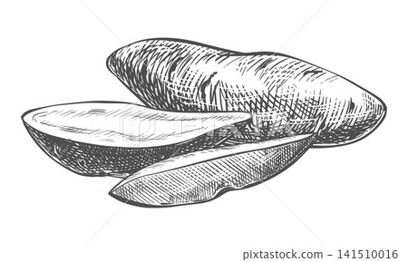 Sweet potato sketch. Vector Hand drawn illustration imitating an engraving. Line Ink outline drawing of a Ipomoea batatas. Composition of a whole yam vegetable, and a slices of kumar lying on a table Sweet potato sketch. Vector Hand drawn illustration imitating an engraving. Line Ink outline drawing of a Ipomoea batatas. Composition of a whole yam vegetable, and a slices of kumar lying on a table 141510016