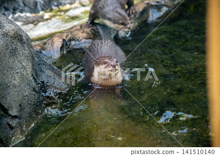Small-clawed otter Small-clawed otter 141510140