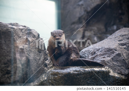 Small-clawed otter Small-clawed otter 141510145