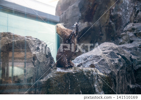 Small-clawed otter Small-clawed otter 141510169