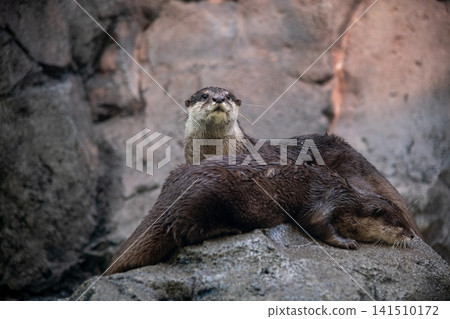 Small-clawed otter Small-clawed otter 141510172