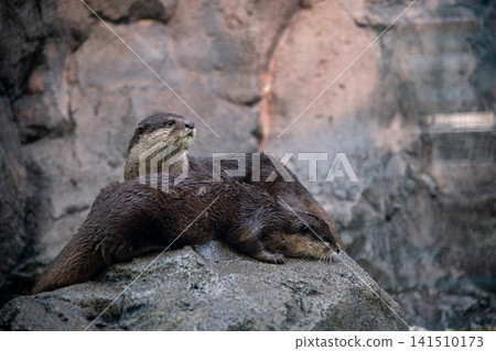 Small-clawed otter Small-clawed otter 141510173