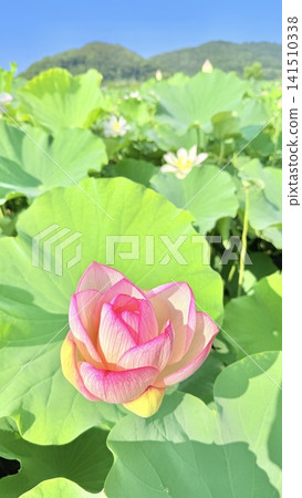 藍天上的蓮花 藍天上的蓮花 141510338