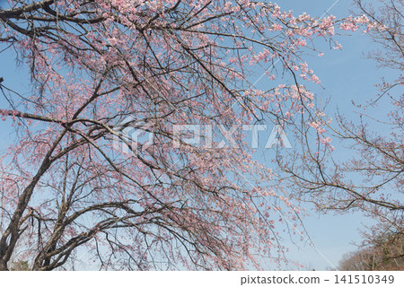 春天的櫻花鋪滿了藍天。 春天的櫻花鋪滿了藍天。 141510349