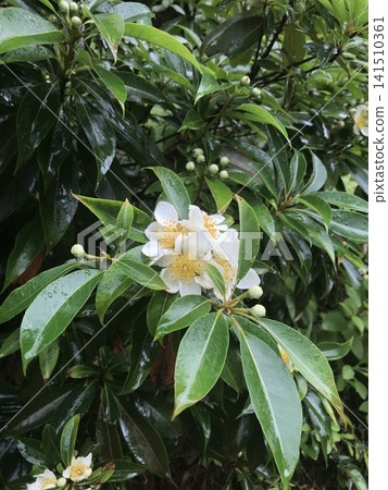 Iju's flower Iju's flower 141510361